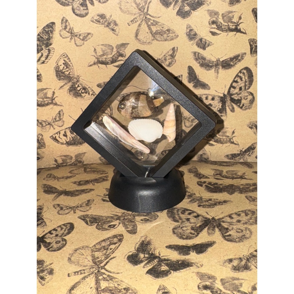 Spade‎ Fish taxidermy oddities Seashell  Black Floating Frame Stand Decor